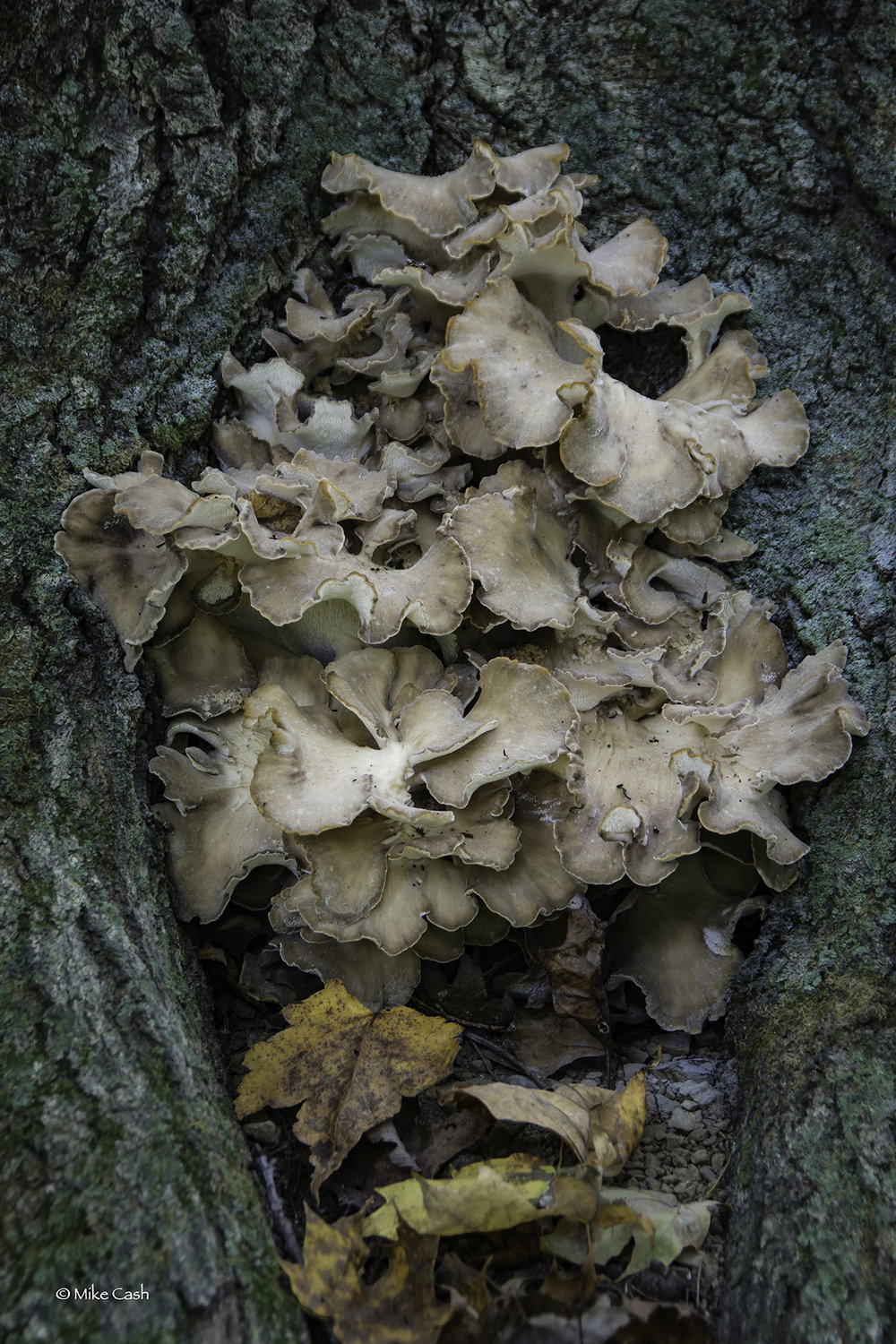  Sheep's Head. Also called Hen of the Woods. 