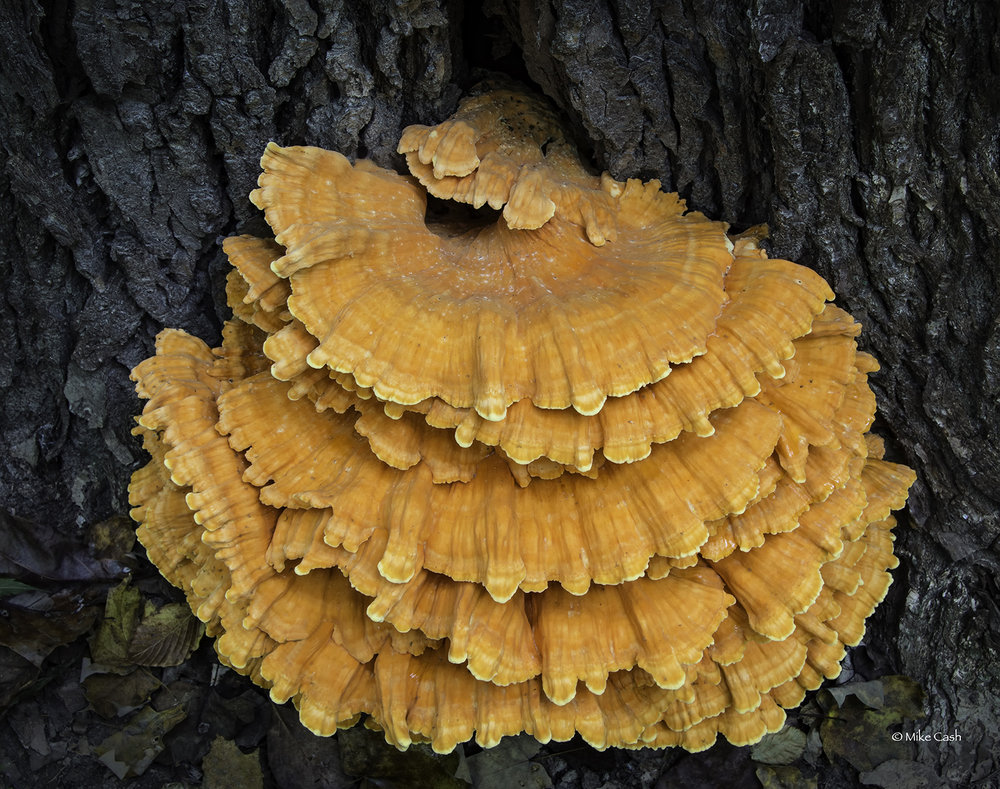  A huge, stunning Chicken of the Woods. In the lower left corner there are leaves which may give you some perspective on how big this is. 