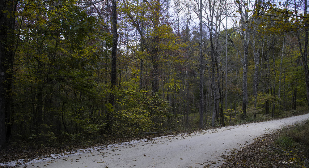  Gravel road and color in the Deam Wilderness. 