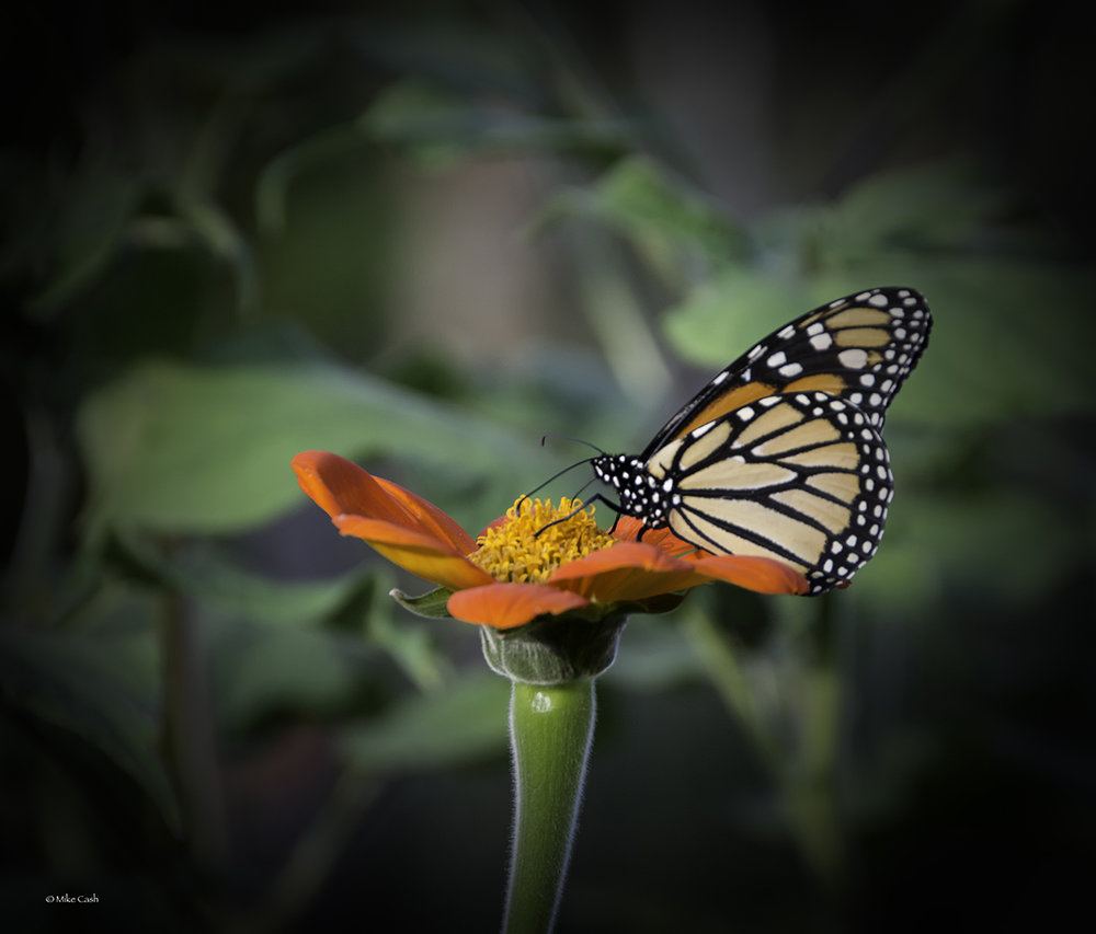  A still-blooming zinnia and a monarch butterfly in mid-October in Indiana? Here's proof! 