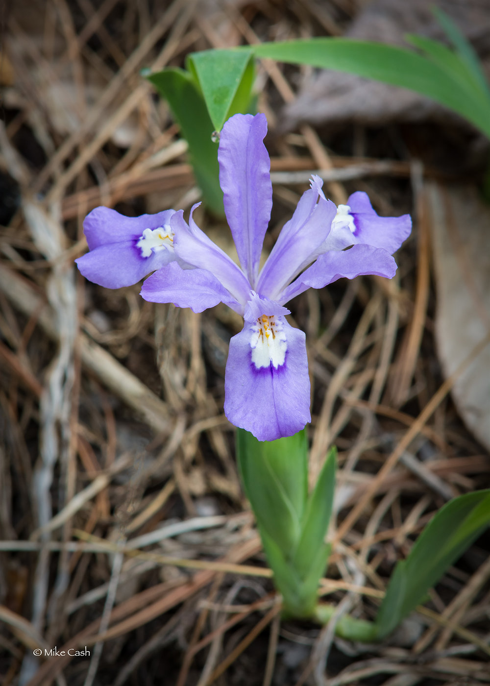  Dwarf Crested Iris - tiny, delicate, beautiful. 