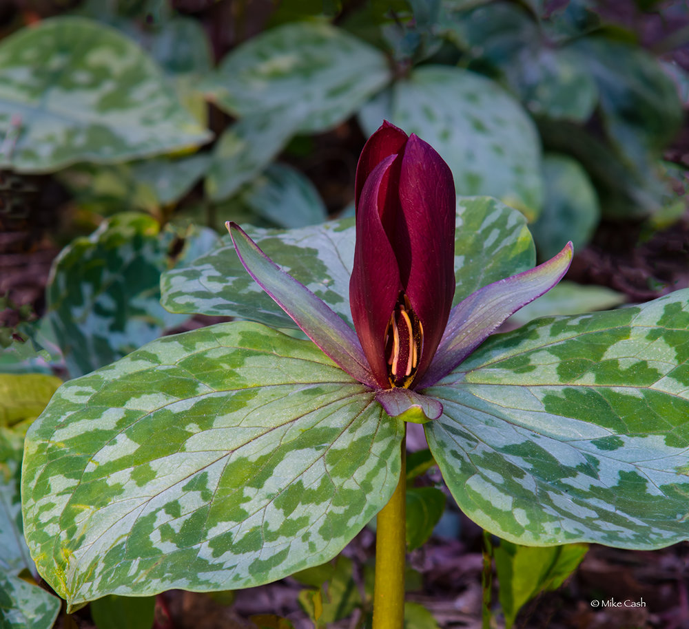  This variety of trillium is larger and the blossoms don't open fully. &nbsp;Still quite beautiful. 