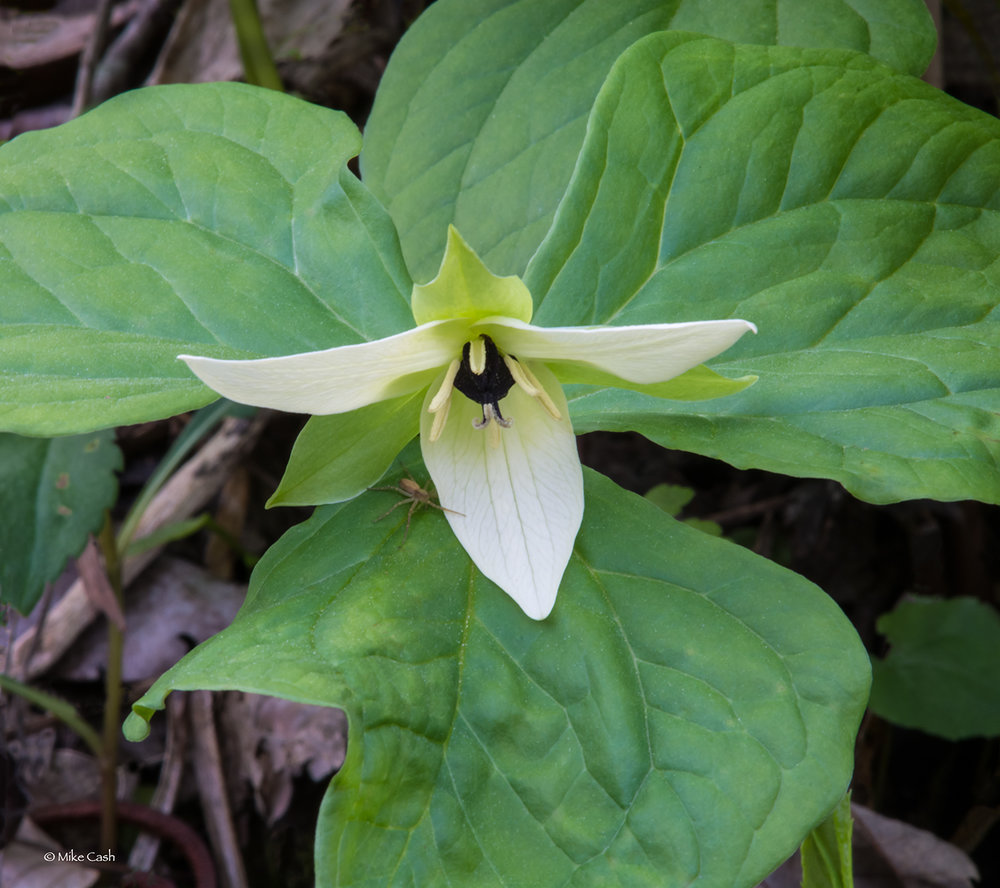  Trillium - Its easy to understand the "tri" part, 3 leaves, 3 petals. &nbsp;See the spider? 