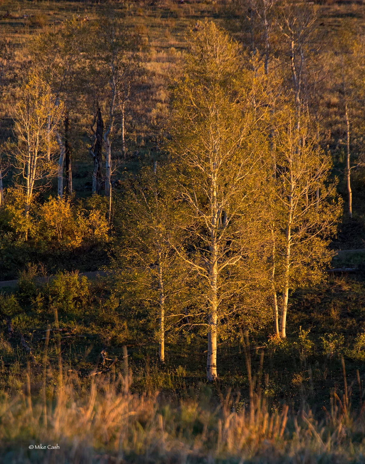 DSC_4476_websize.jpg