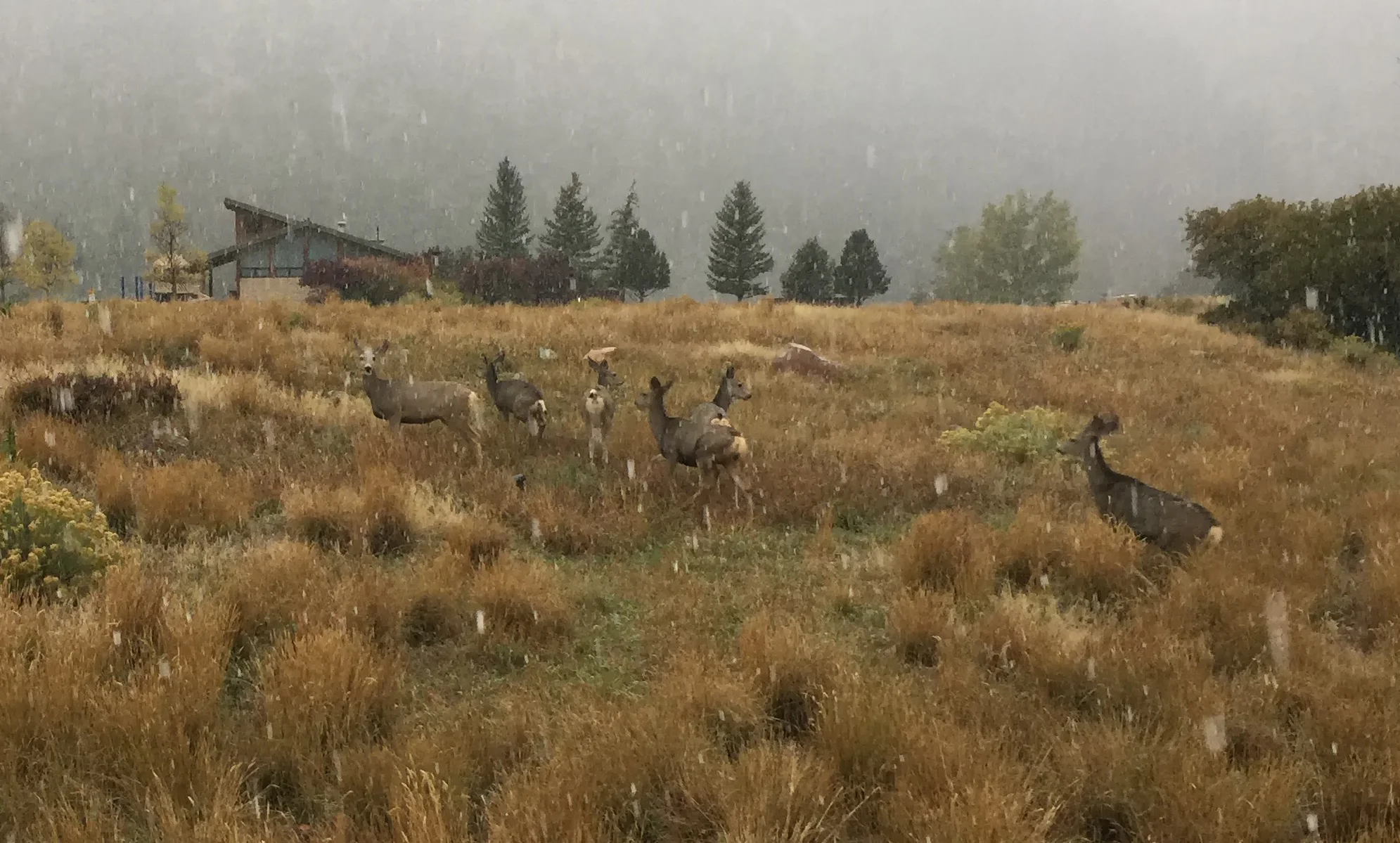 Deer moving through my campsite in the snow.