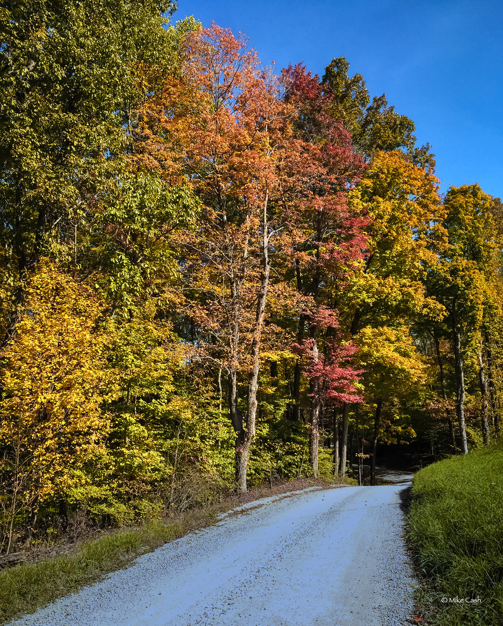  Color along the road in Owen-Putnam State Forest. 