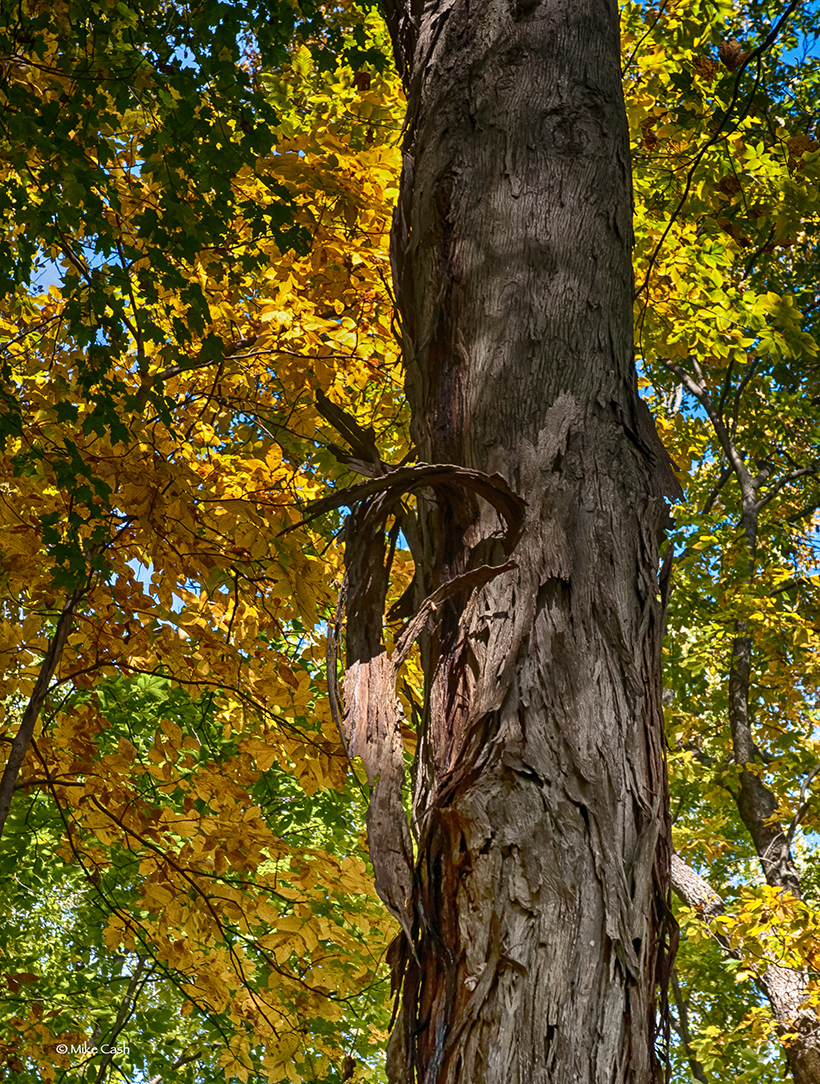  A shag bark hickory tree in front of fall color. 