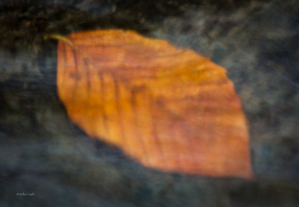  This still colorful leaf had sunk to the bottom of a stream making for a dreamy, soft subject. 