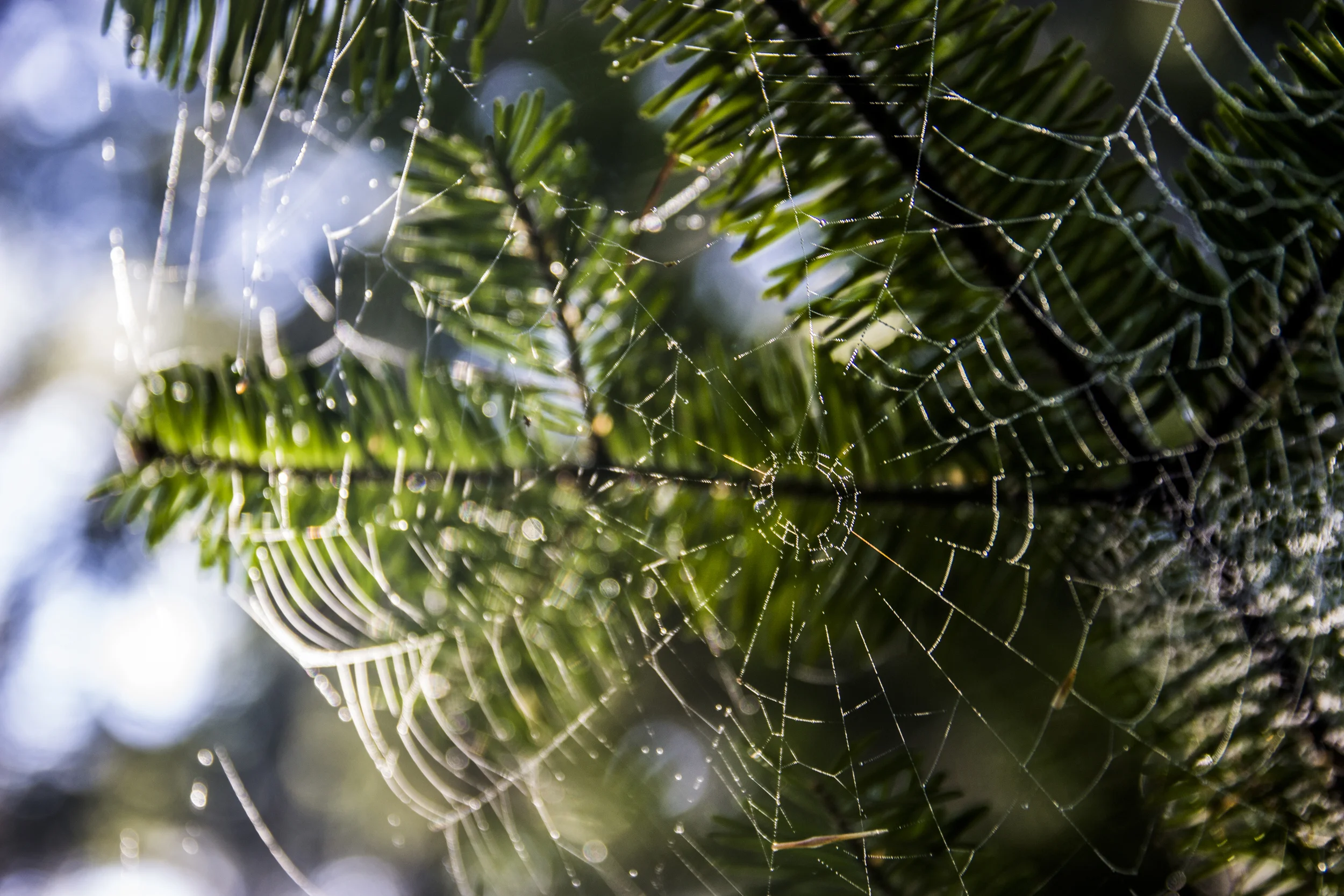 Spider Web.jpg