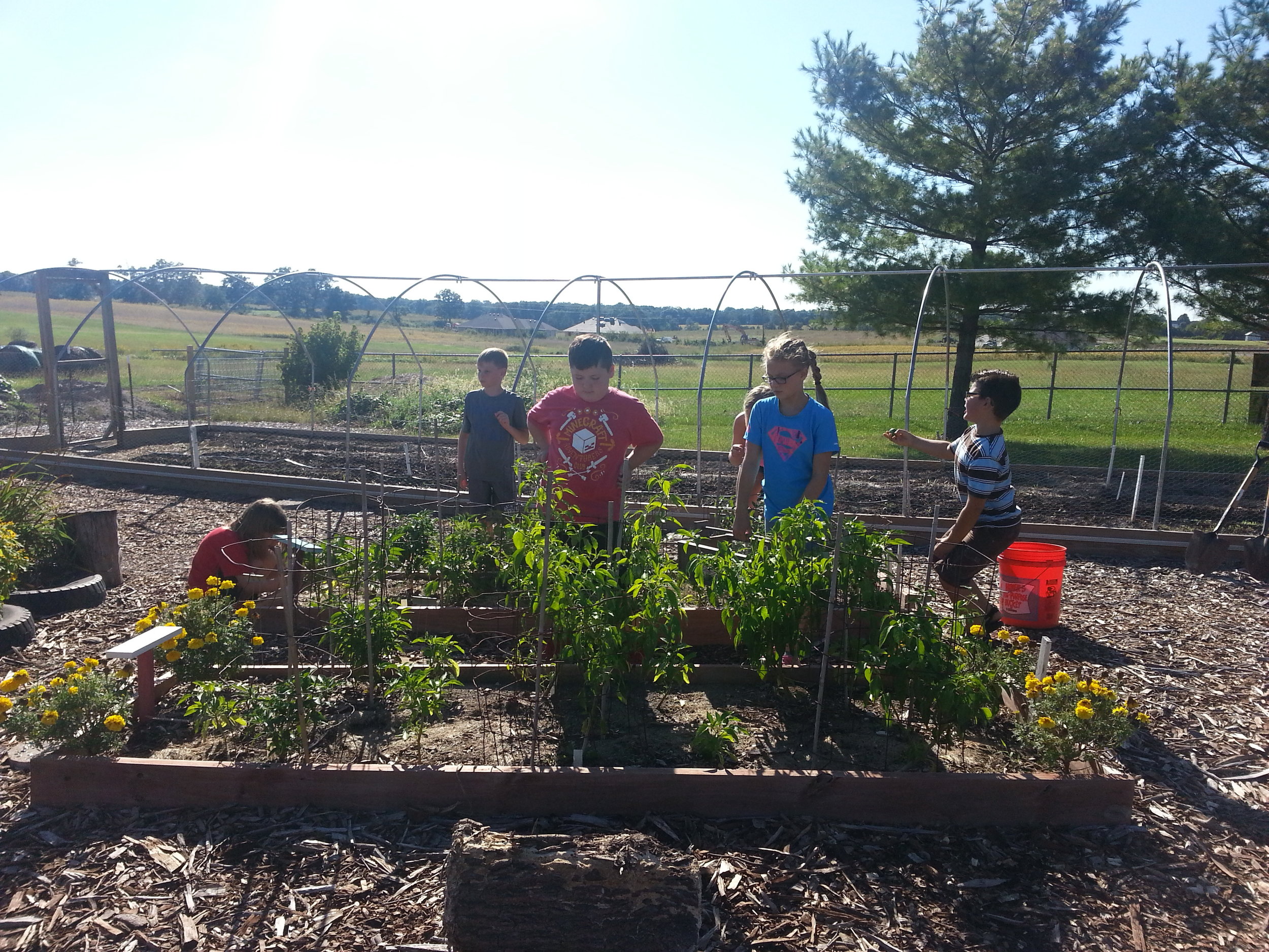 Fall 2016 Tomato Harvest