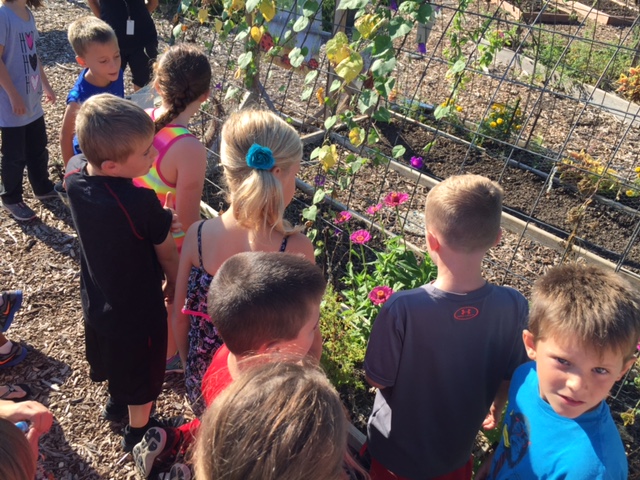 Kindergarten Watching Butterflies