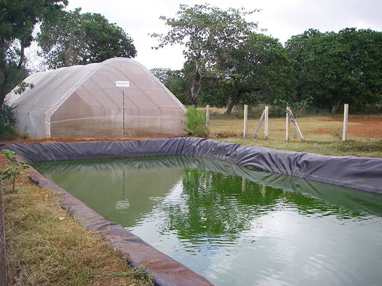 Greenhouse-and-Fishpond.jpg