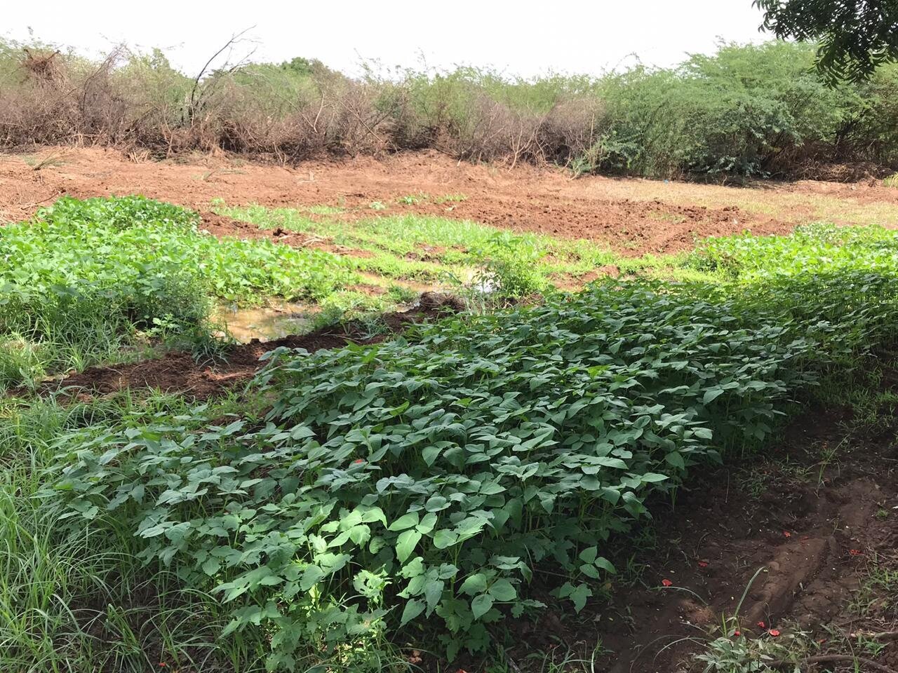 Bulla Iftin Water Catchment