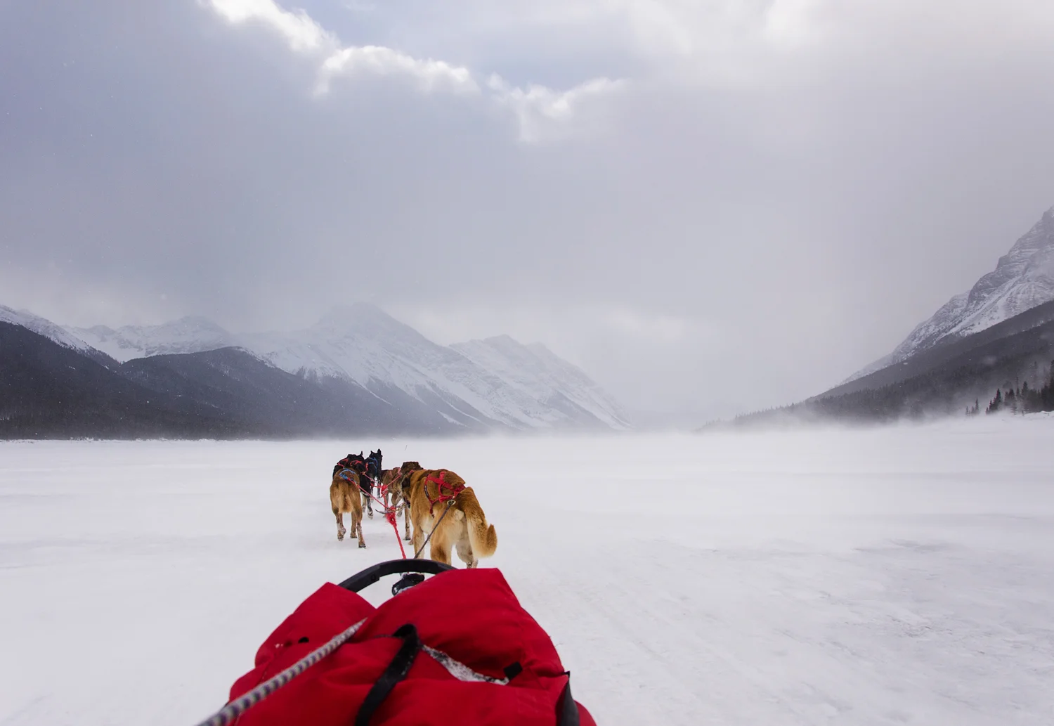 Personal Blog Post | Banff Dogsledding 