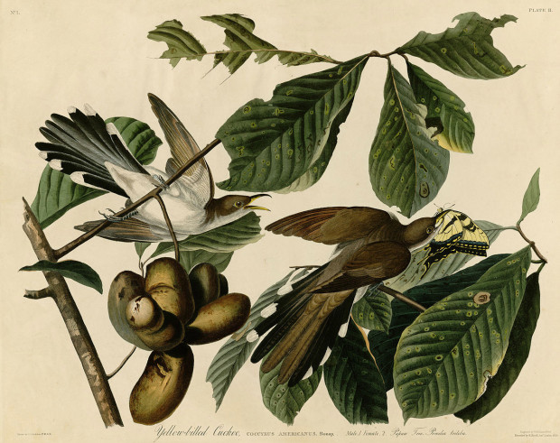 "The Best American Fruit You've Never Eaten," Bon Appetit Online
