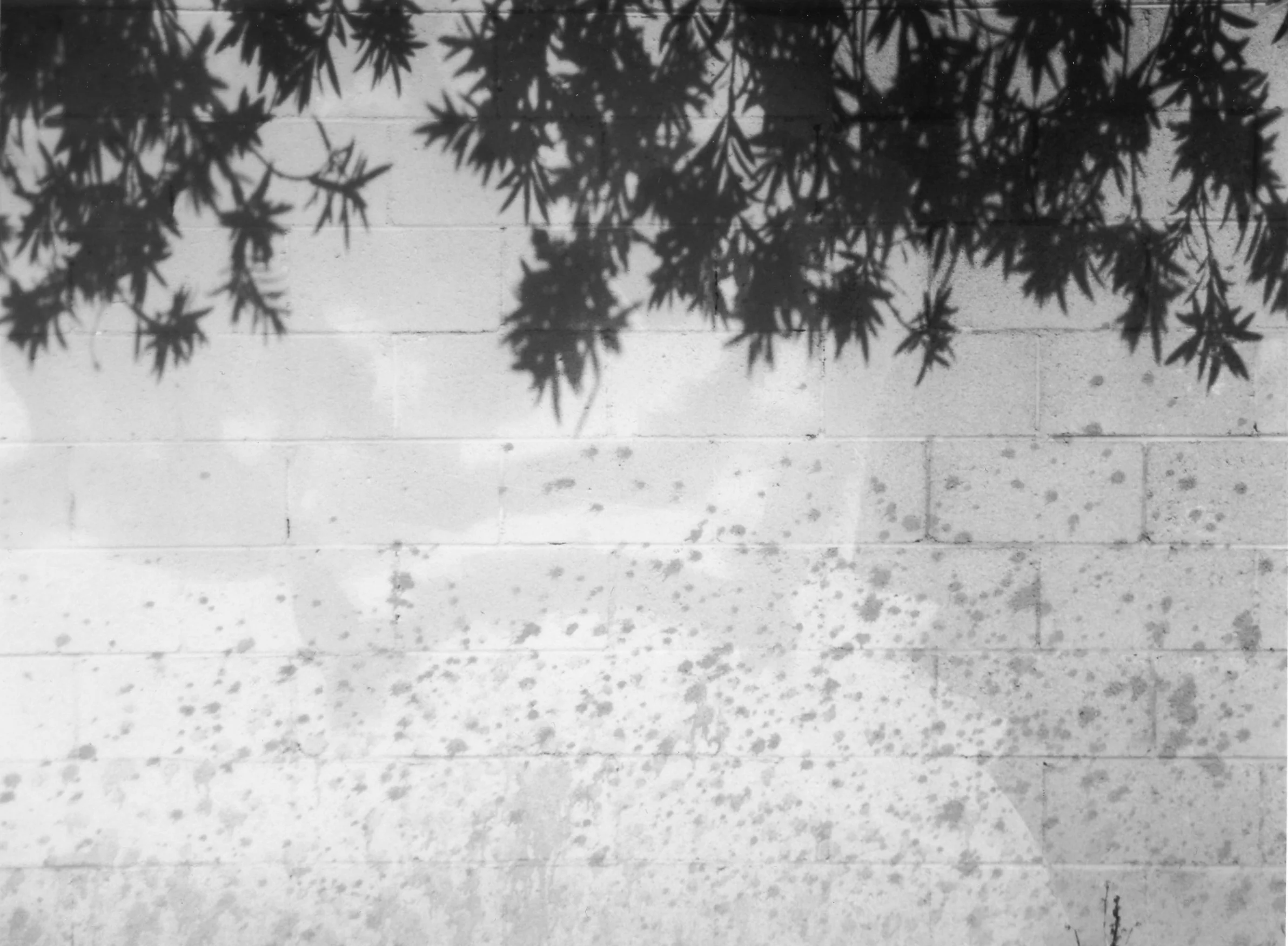 8x10 B/W, Gelatin Silver Print, Fiber Paper