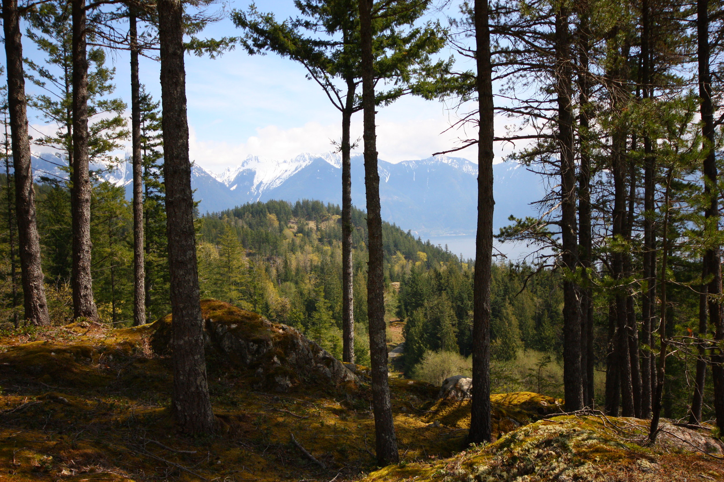 Fircom Plateau Gambier Island Forest