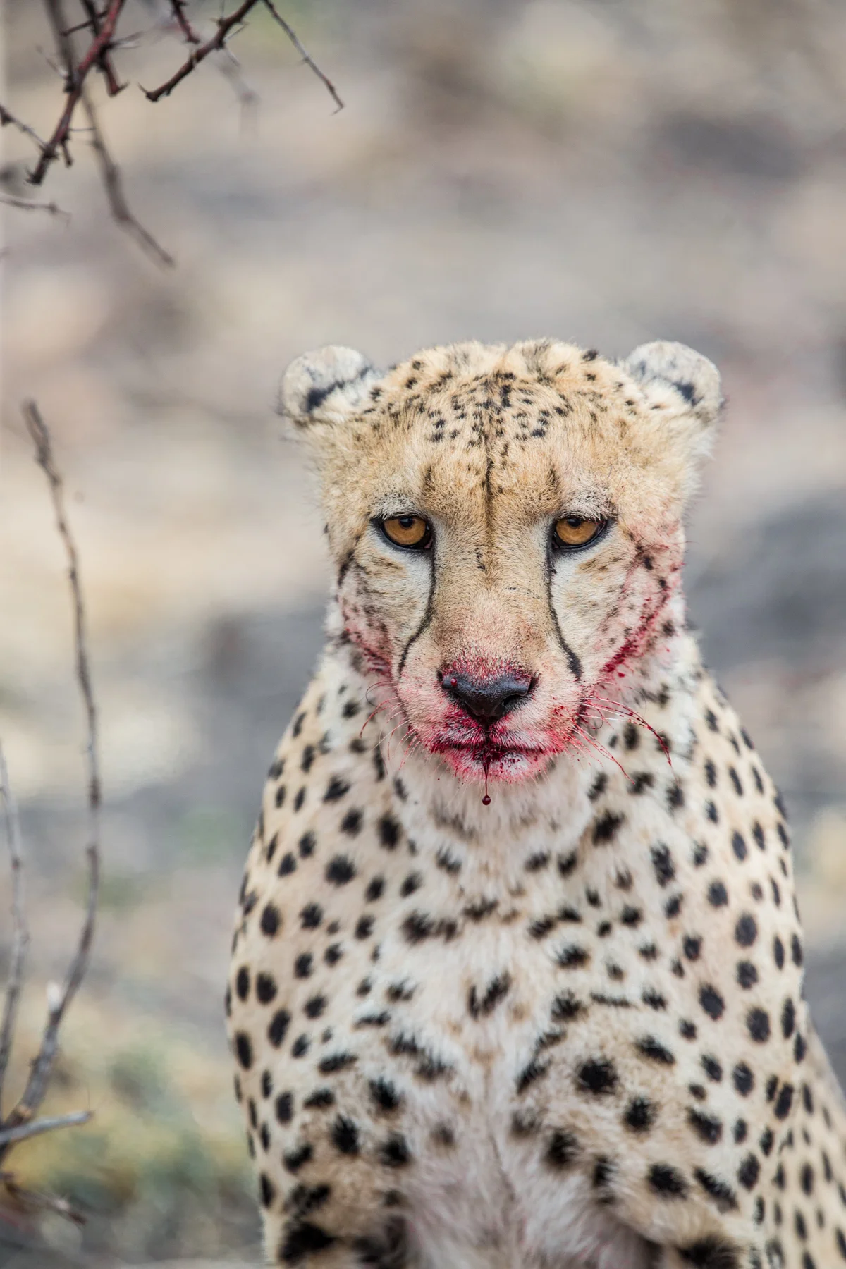 I shot this in the middle of breakfast in South Africa on Safari. 