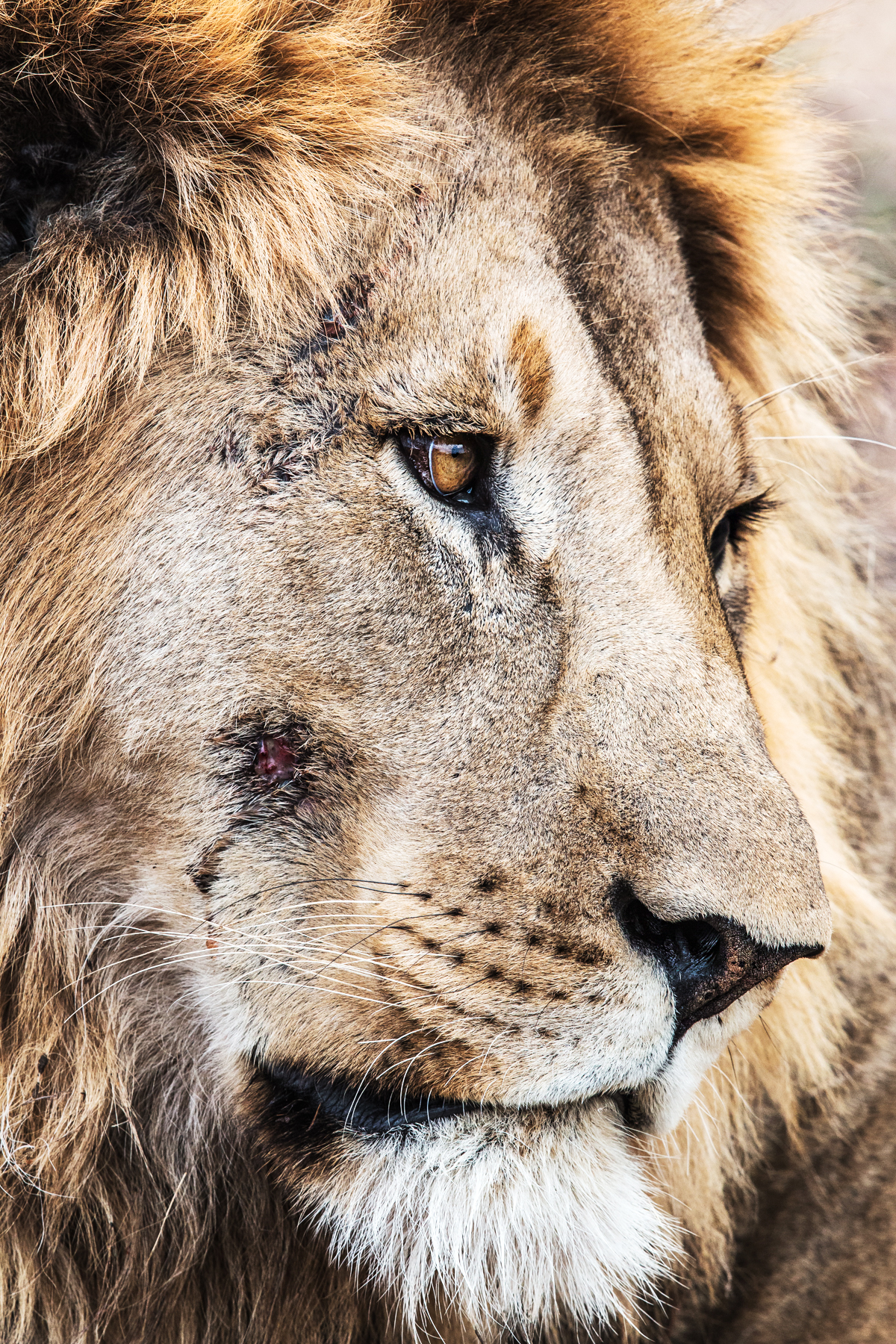 I shot this in South Africa, hi name is Pretty Boy. 