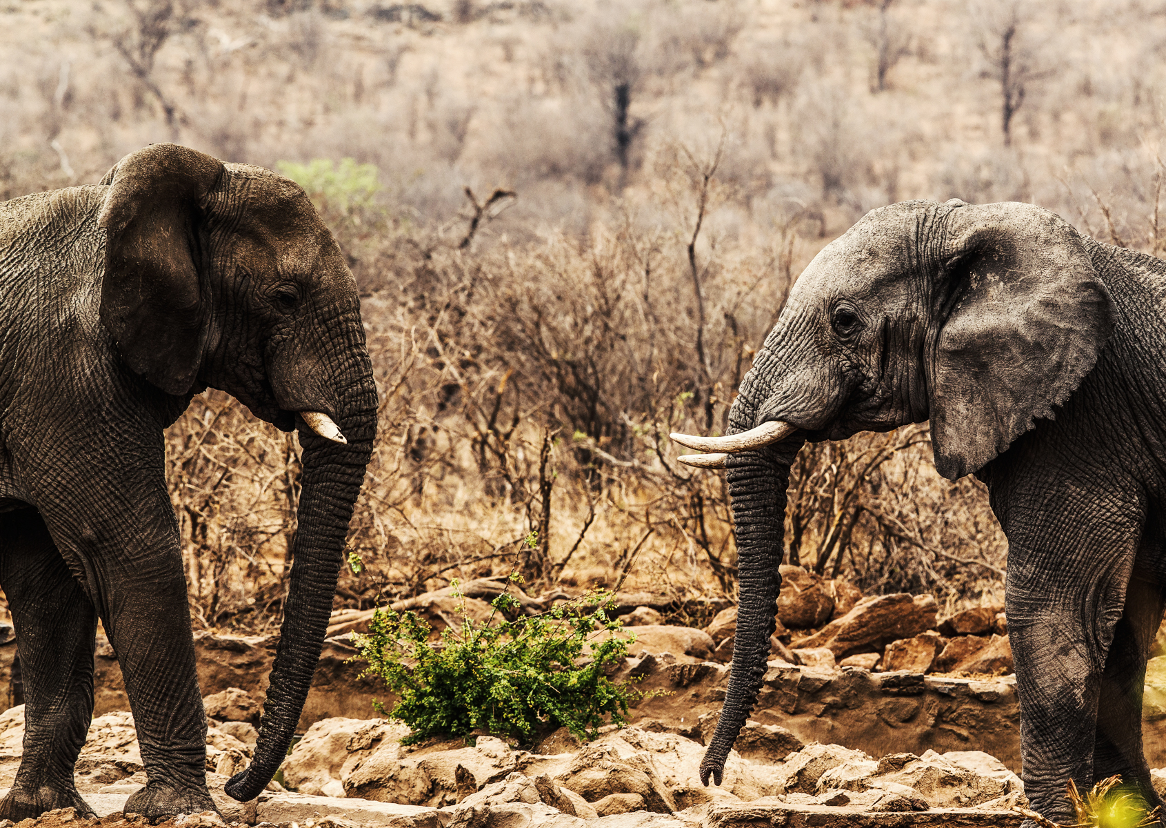 Two male Elephants clamming territory at the local watering hole at Rhulani. 