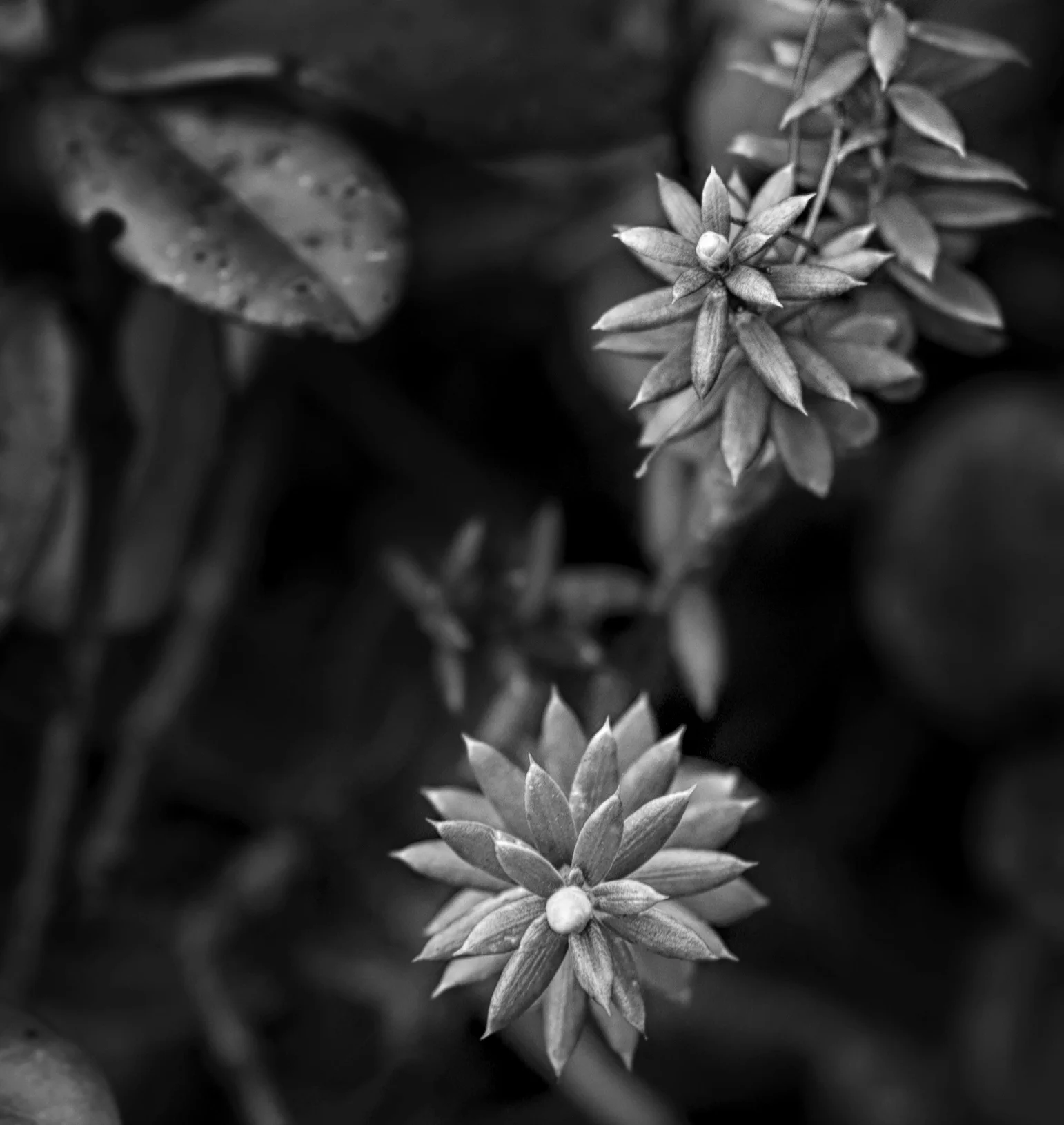 DSC00603BW.jpg