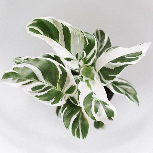 Interrupting the silence on your feed...with this white fusion calathea. The reason why, is because hearing white voices stand up for black people has been really inspiring and uplifting. I saw a young white girl explain to an older white man that sa