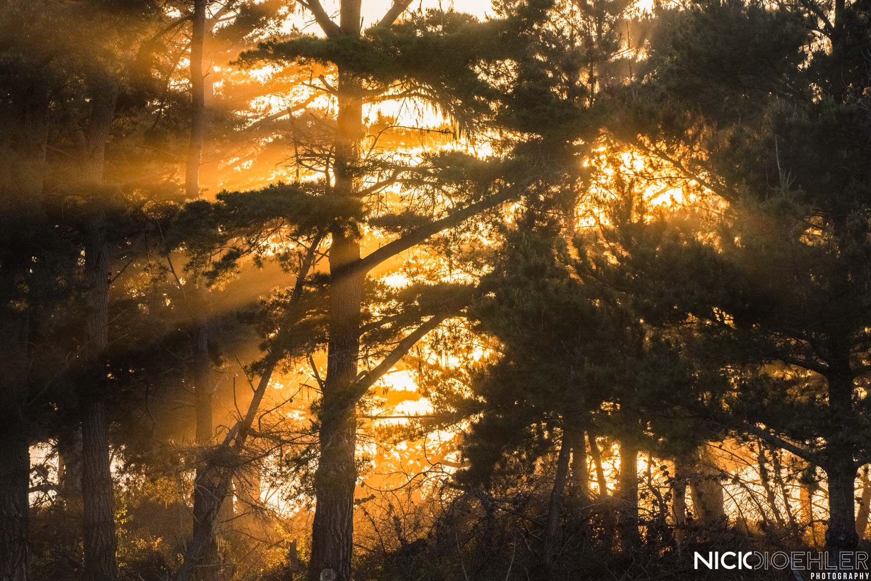 Amazing light spilling through coastline trees.