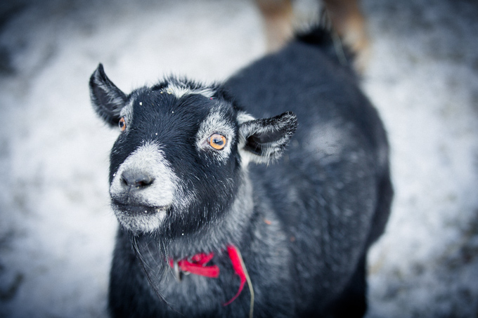 Gracie, a Miniature Goat