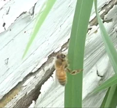 Trisa's Story - A Beekeeper Shares Her Profound Connection With Her Honeybees