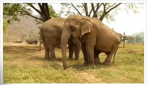 Chaconne: Dance of Friendship