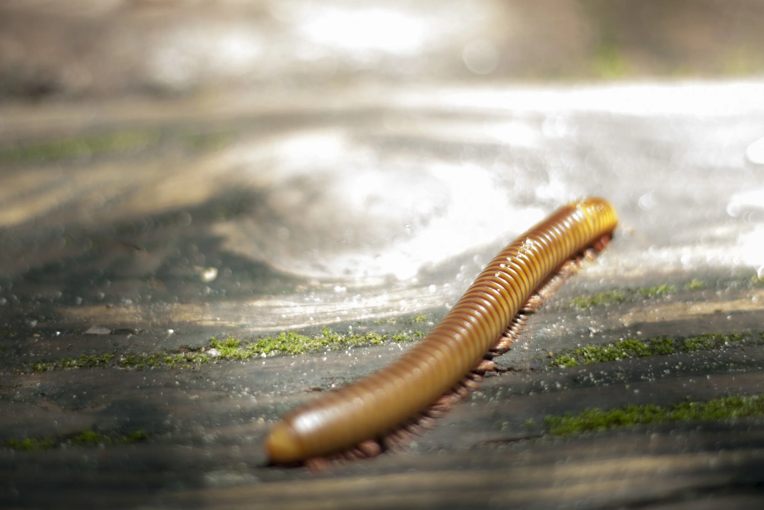 Creepy Crawly.jpg