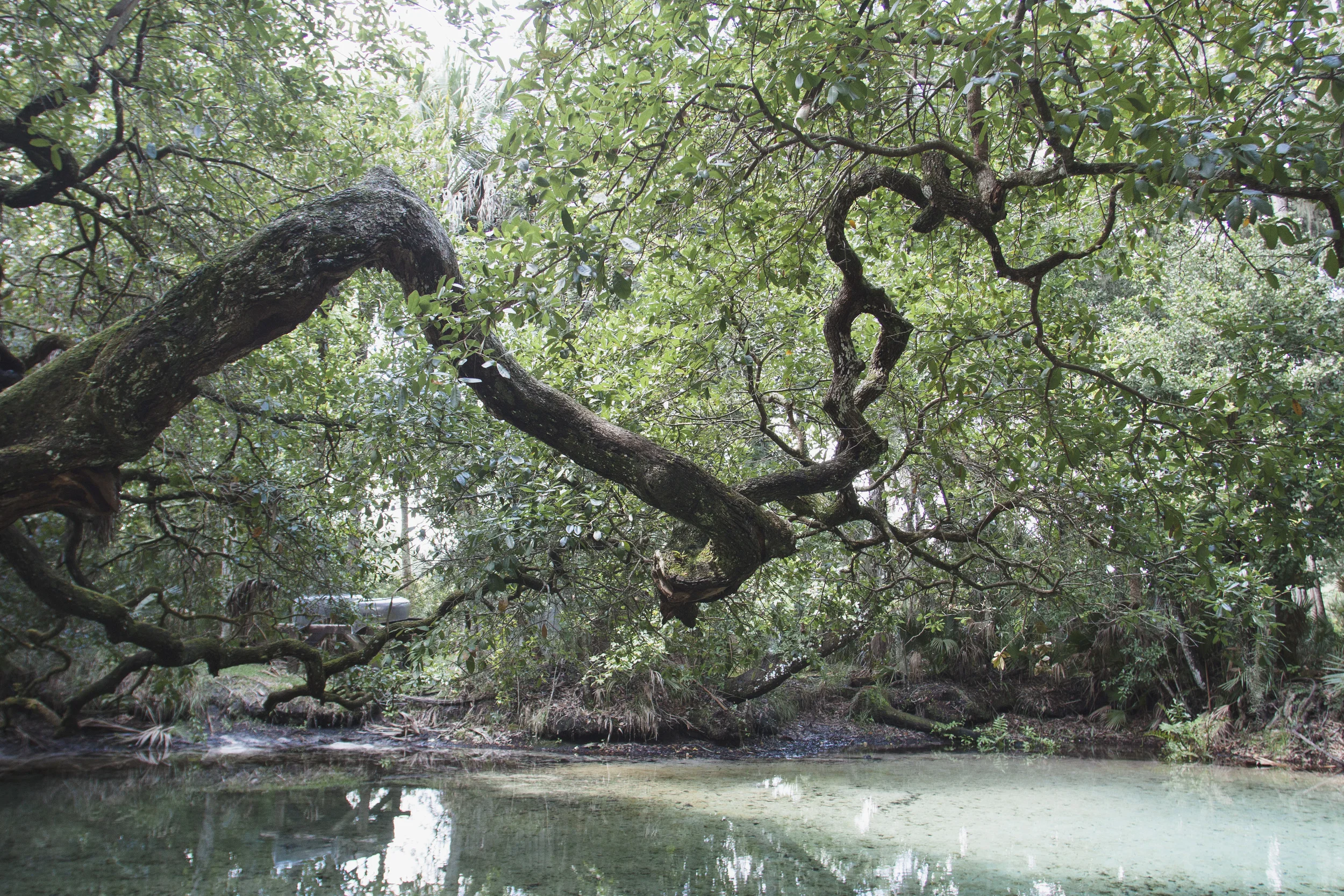 Oak Over Water_1.jpg