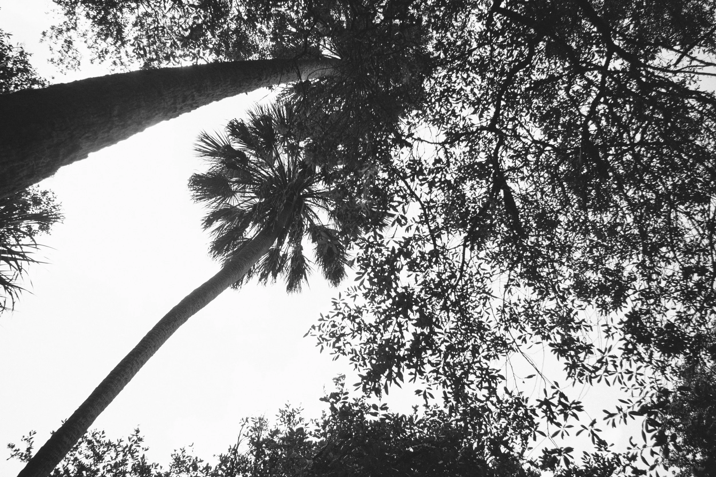 Looking Up.jpg