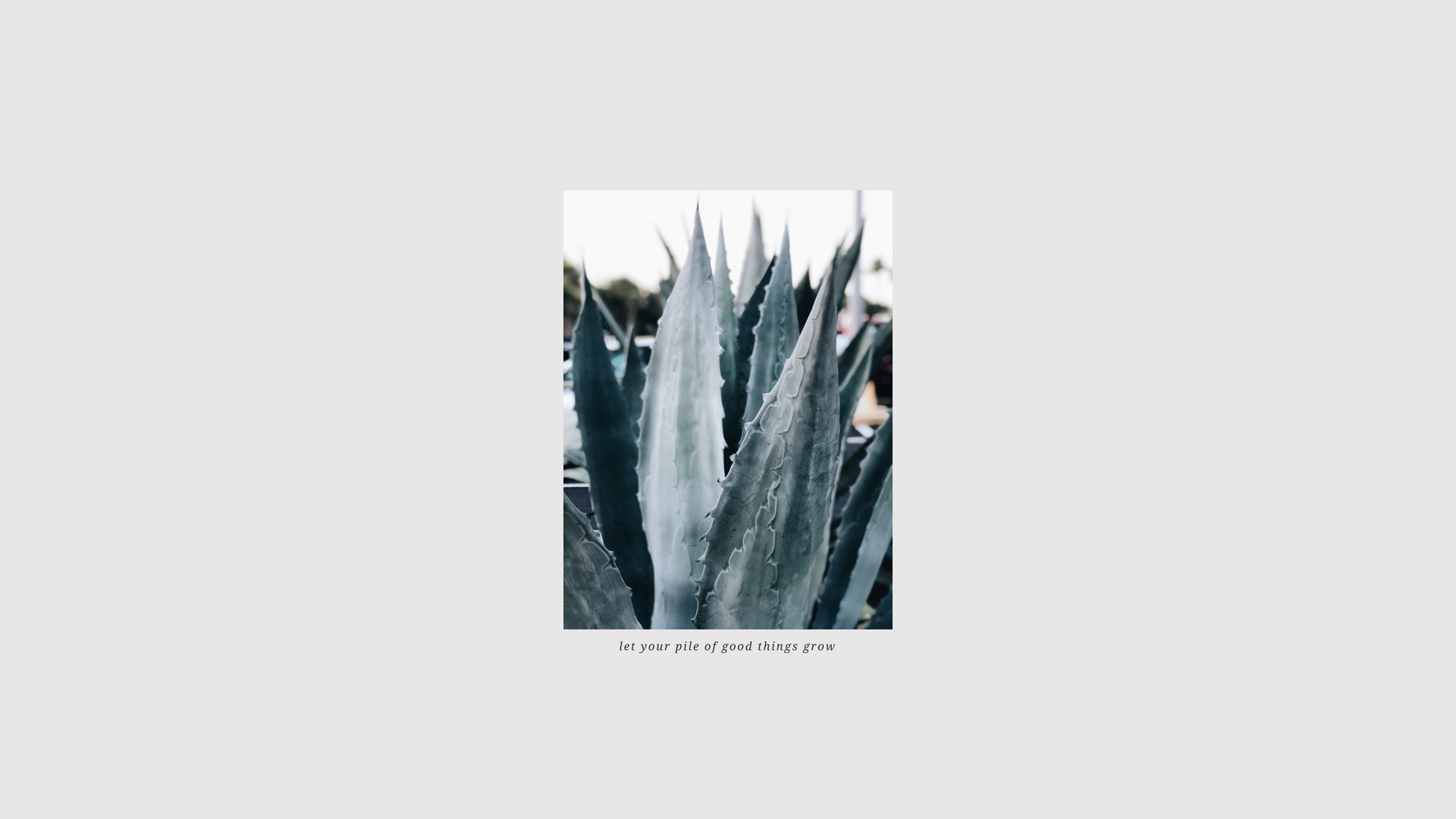 Blue Agave Wallpaper copy 3.jpg