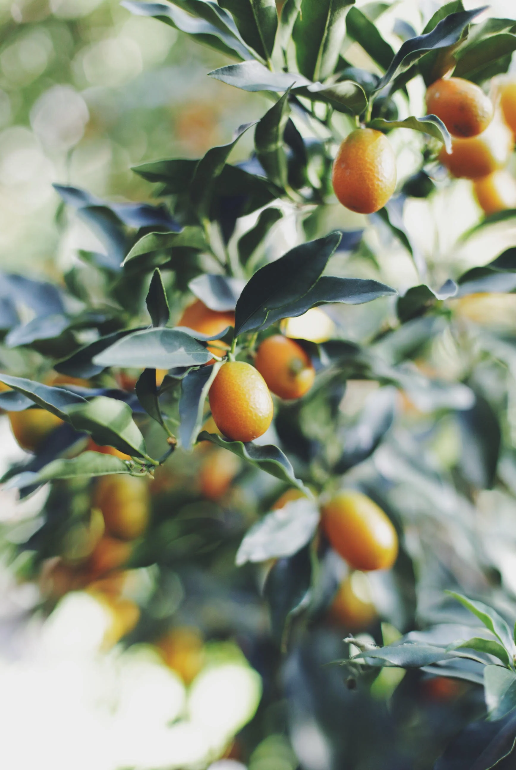 U.S. Botanical Gardens