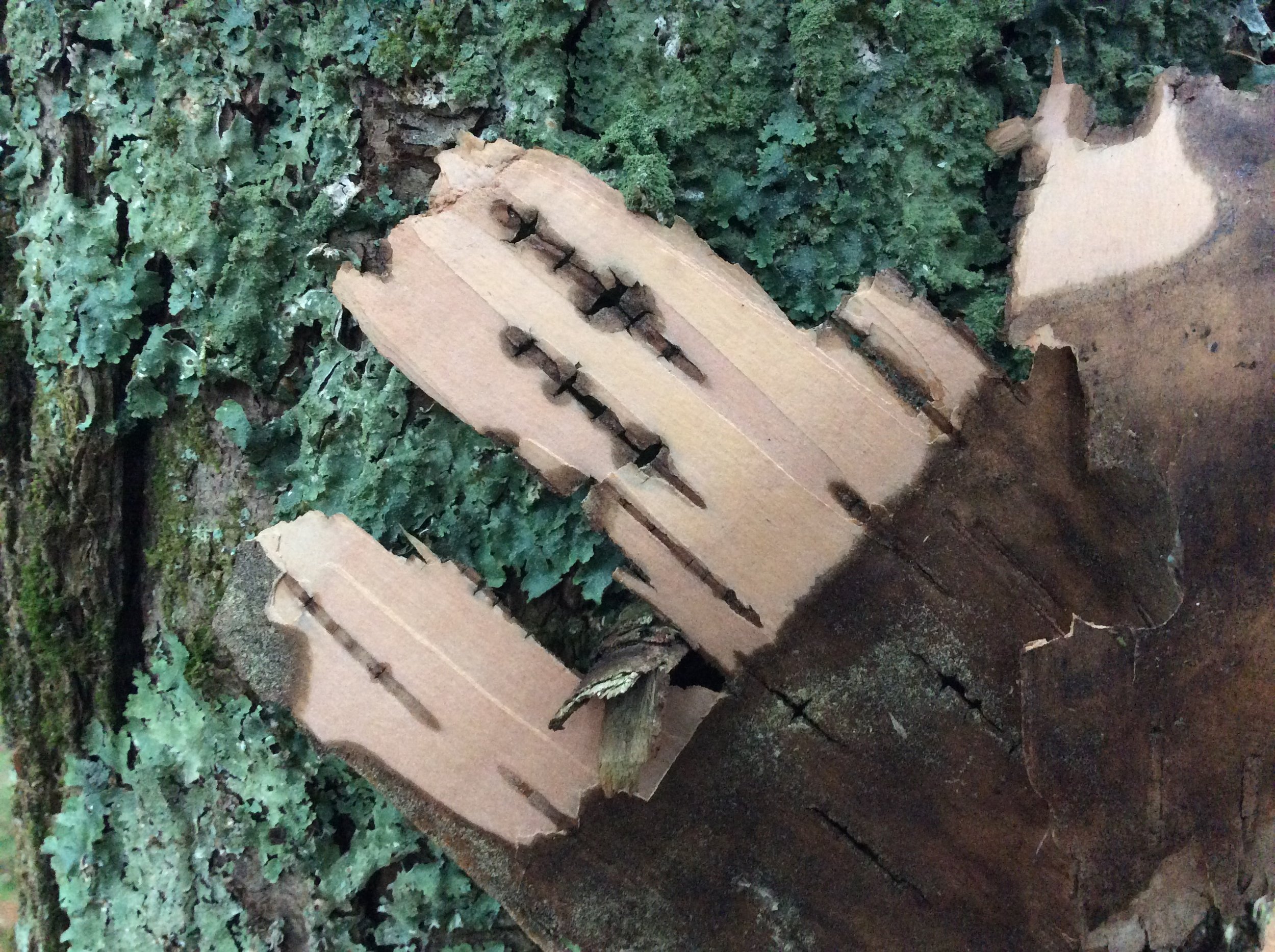 Bark-lichen.JPG