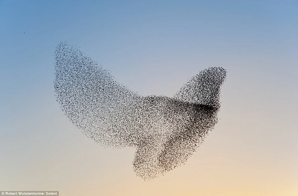 Thousands of starlings flying together at dusk in what is called murmuration.