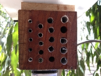 A bee hotel used in our experiments in urban remnants