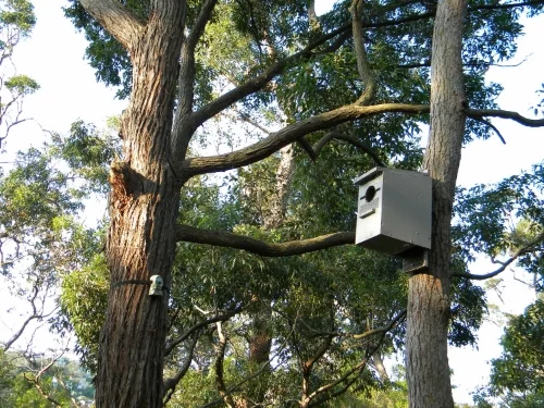 Nest box used by bats and birds in urban bushland