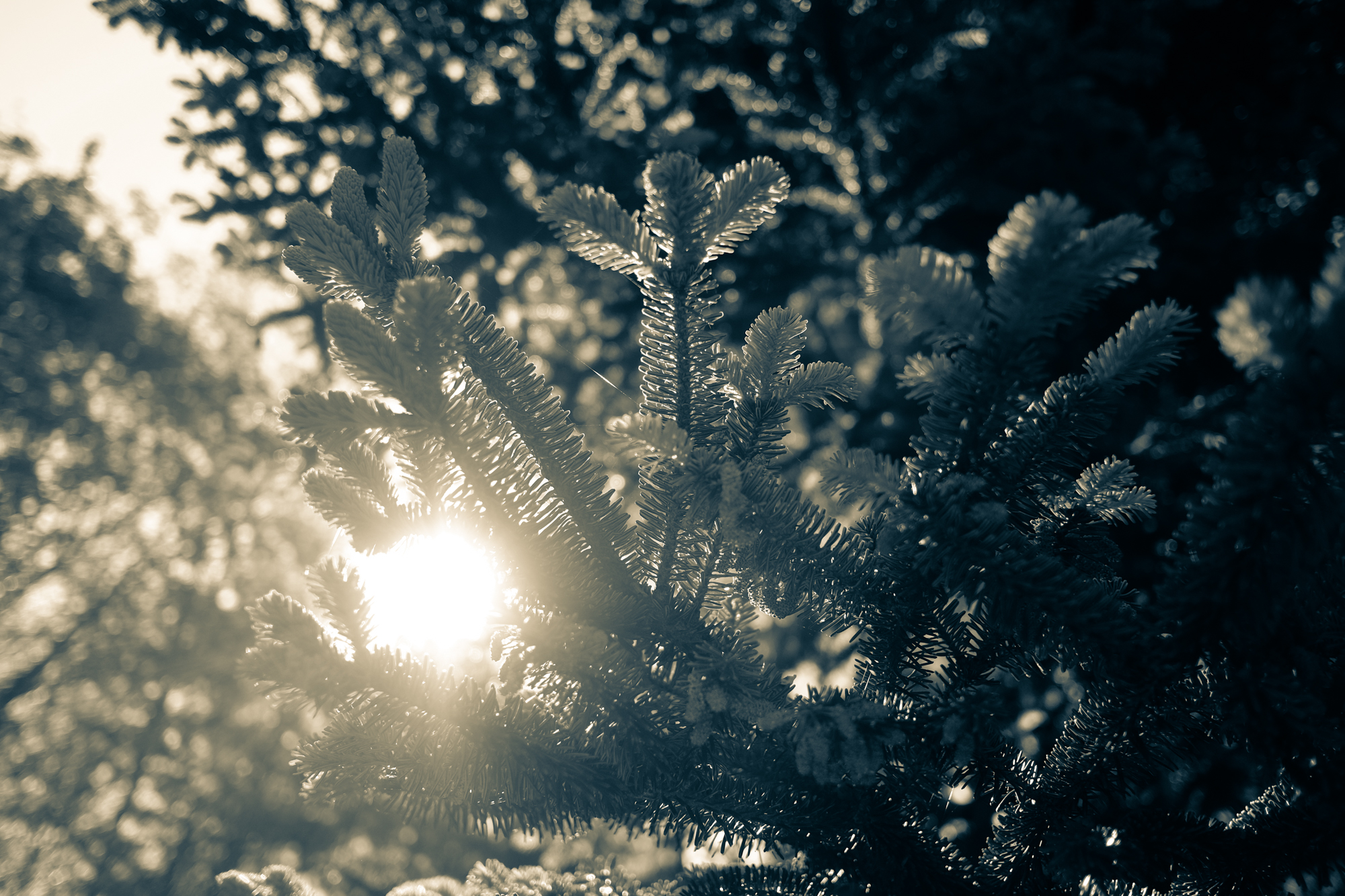 DSCF0104.jpg