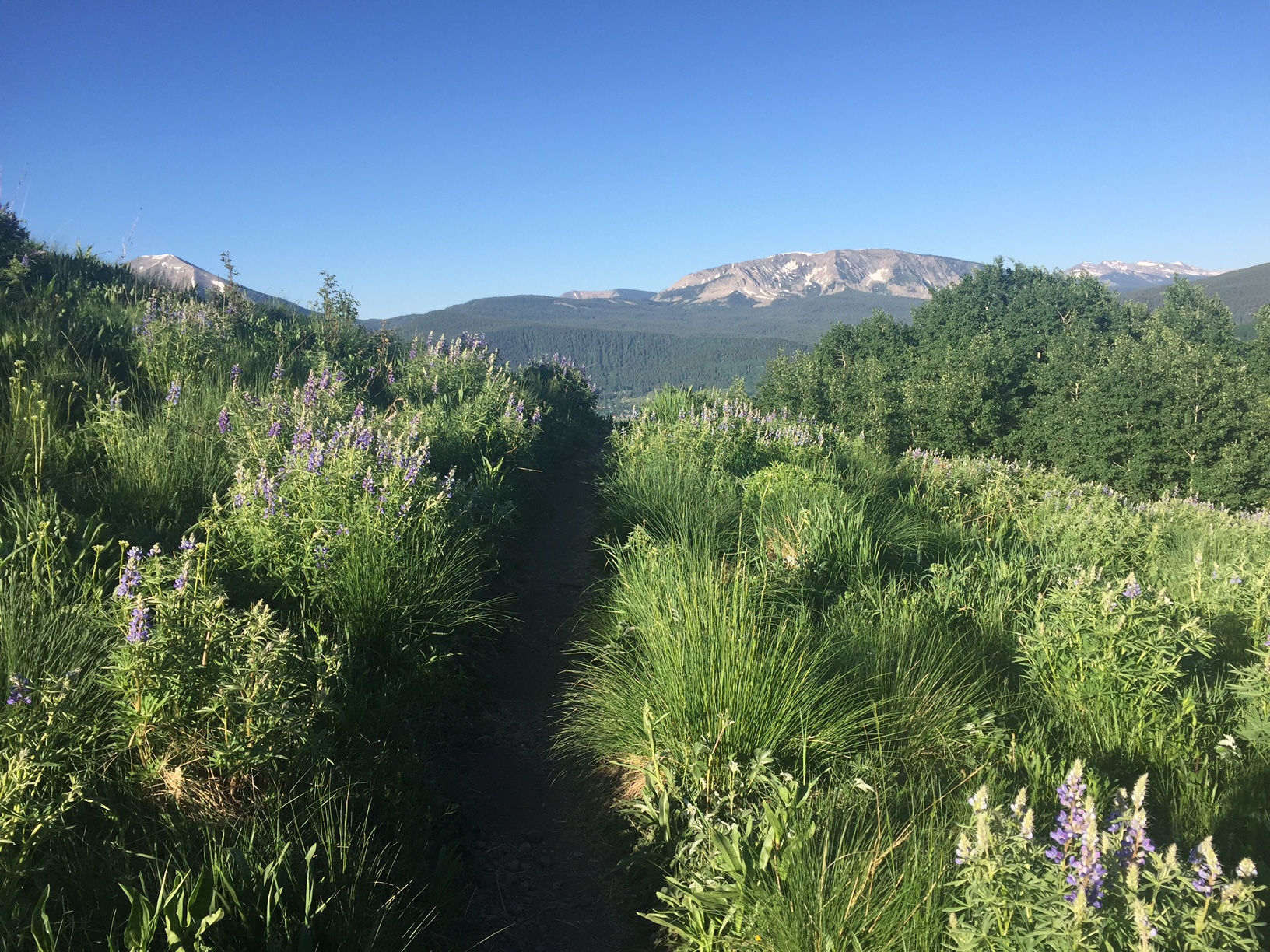 While beautiful, the wildflowers were so high that it was often difficult to see the trail. You had to stay on your game and keep looking ahead to avoid tumbling into them.