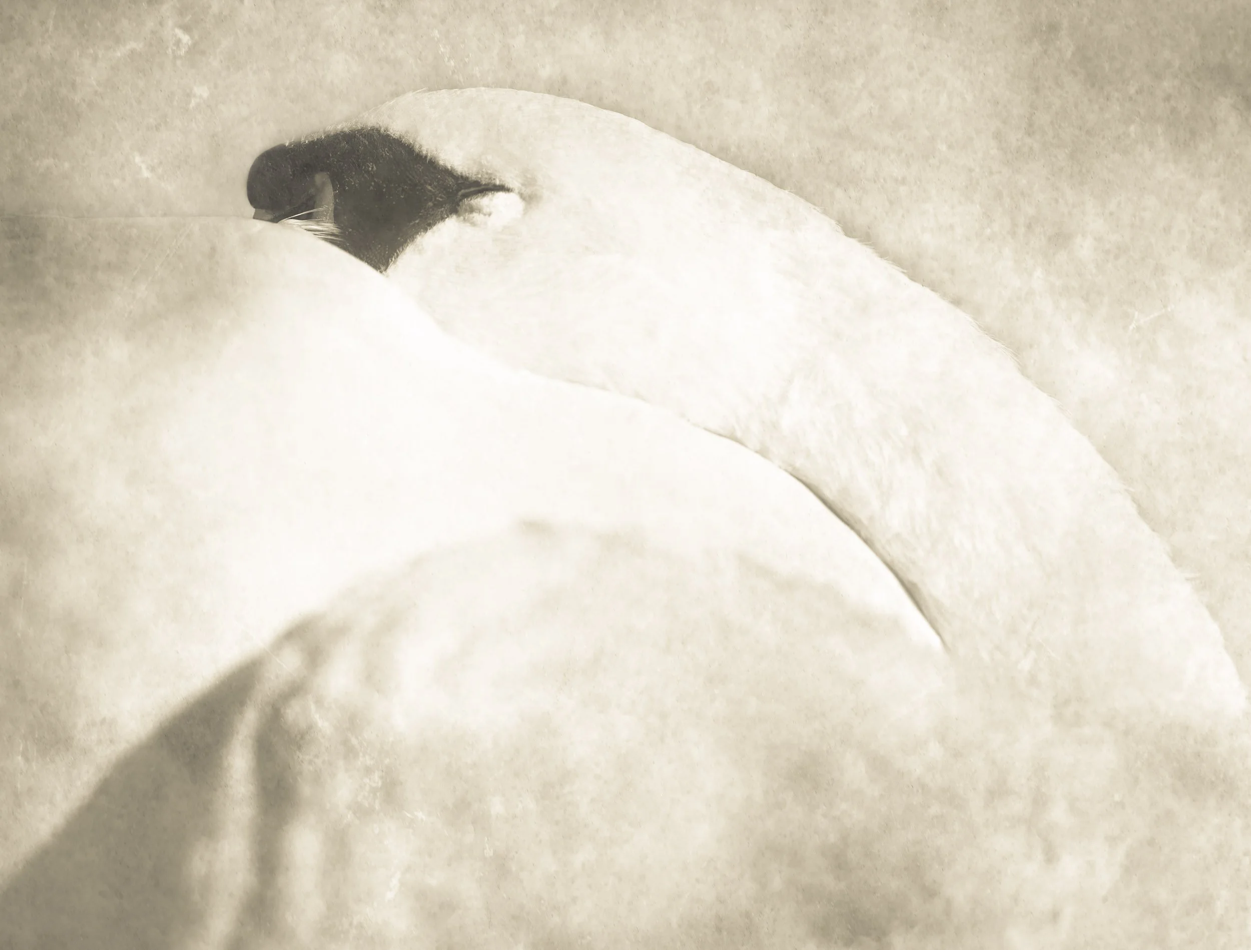 Nicola Hackl-Haslinger_Swan X.jpg