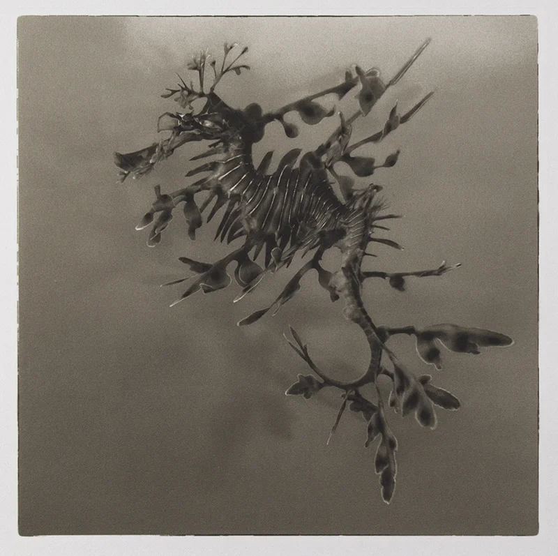 Liam Lynch – palladium "Leafy Sea dragon Figure 4 'Phycodurus eques' Fleurieu Peninsula SA"