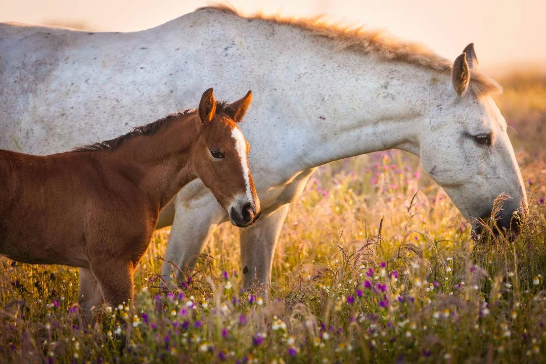 Mare and Foal II, Torres Vaz Freire