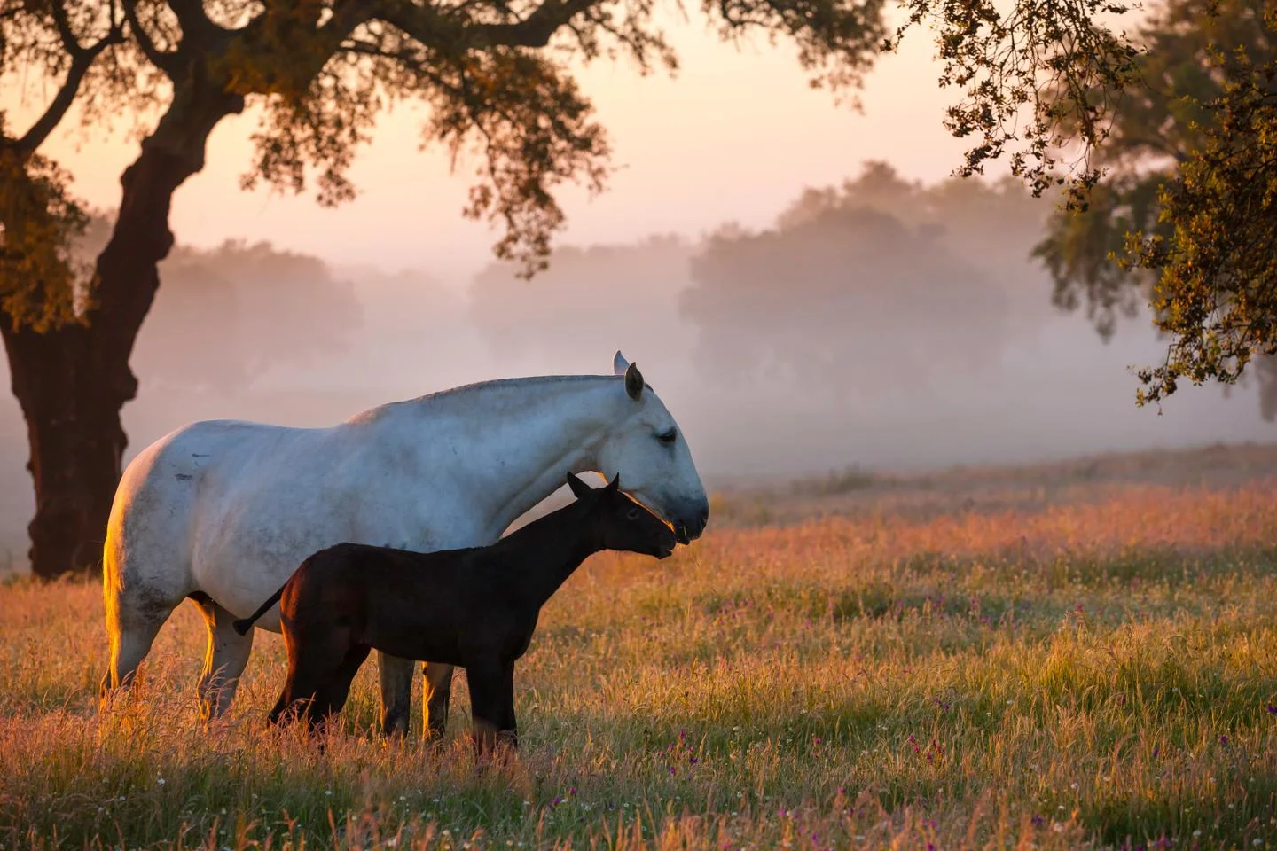 Mare and Foal I, Torres Vaz Freire