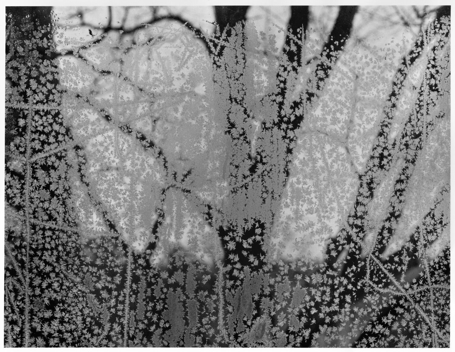 Frosted Window, Ipswich, Massachusetts, 1961