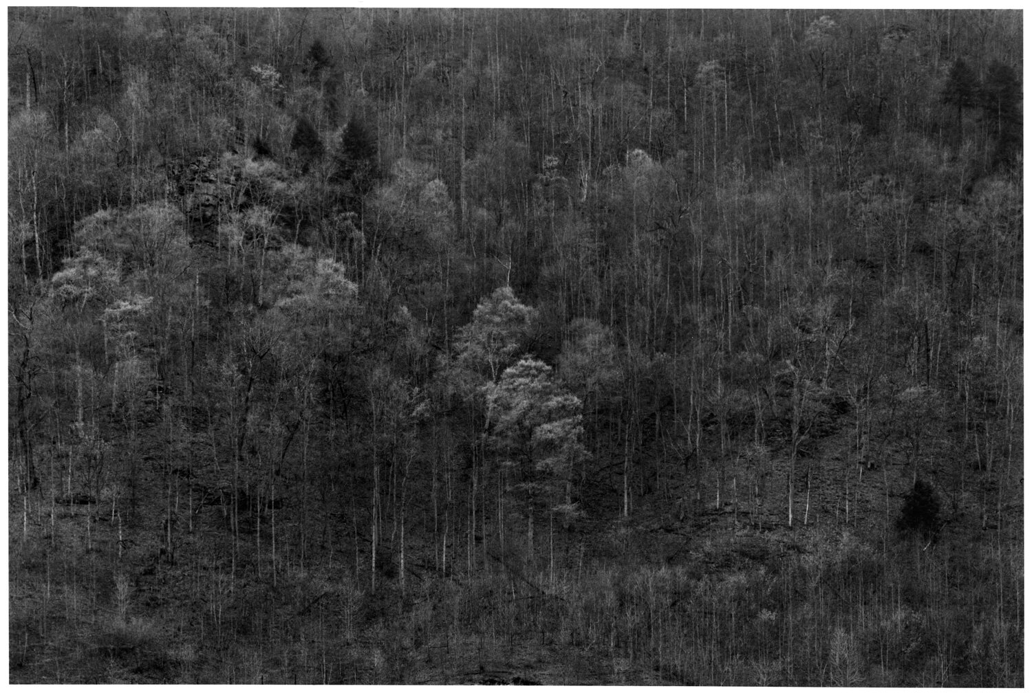 Kentucky Hillside, Trees, 1965