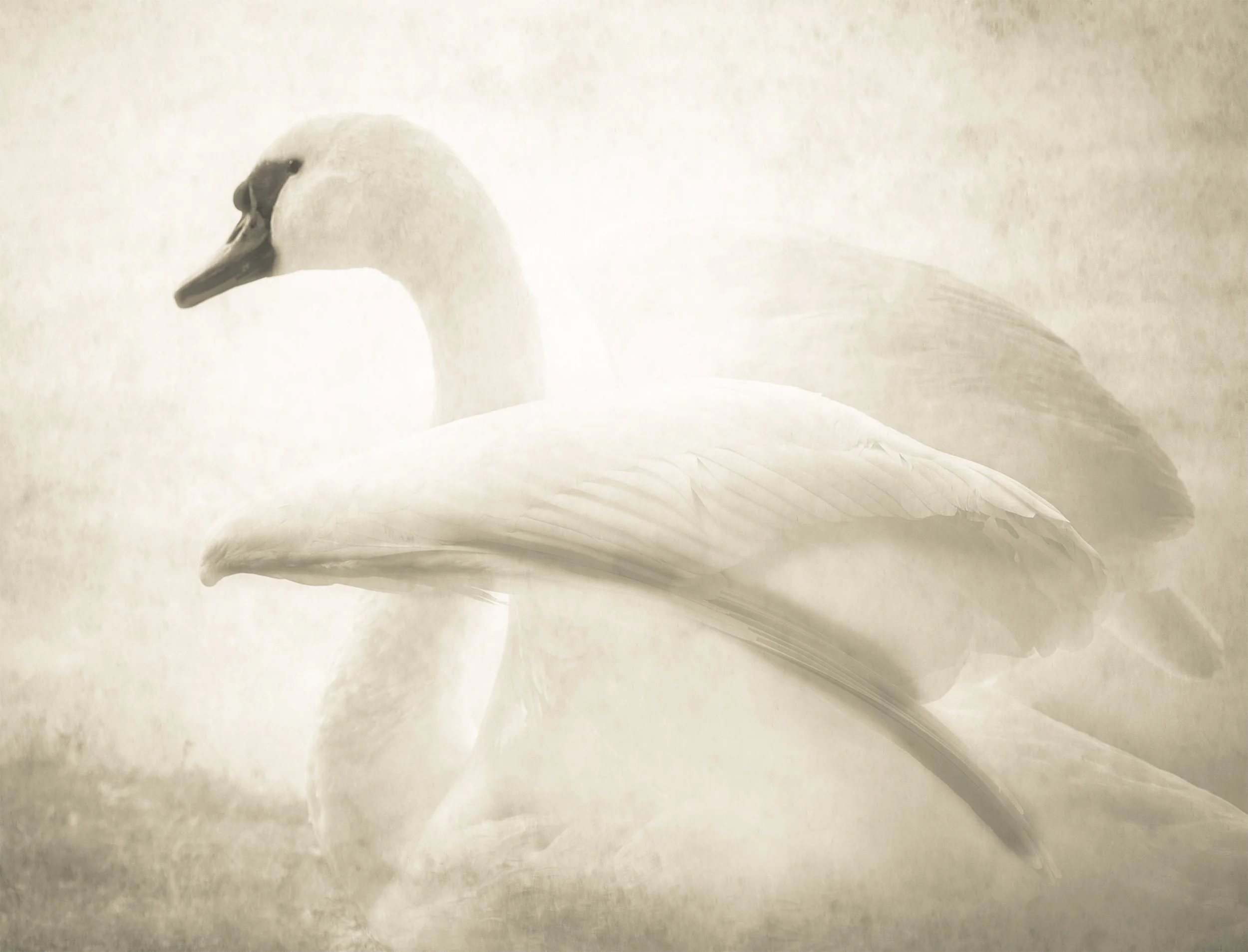Nicola Hackl-Haslinger_Swan XIV.jpg