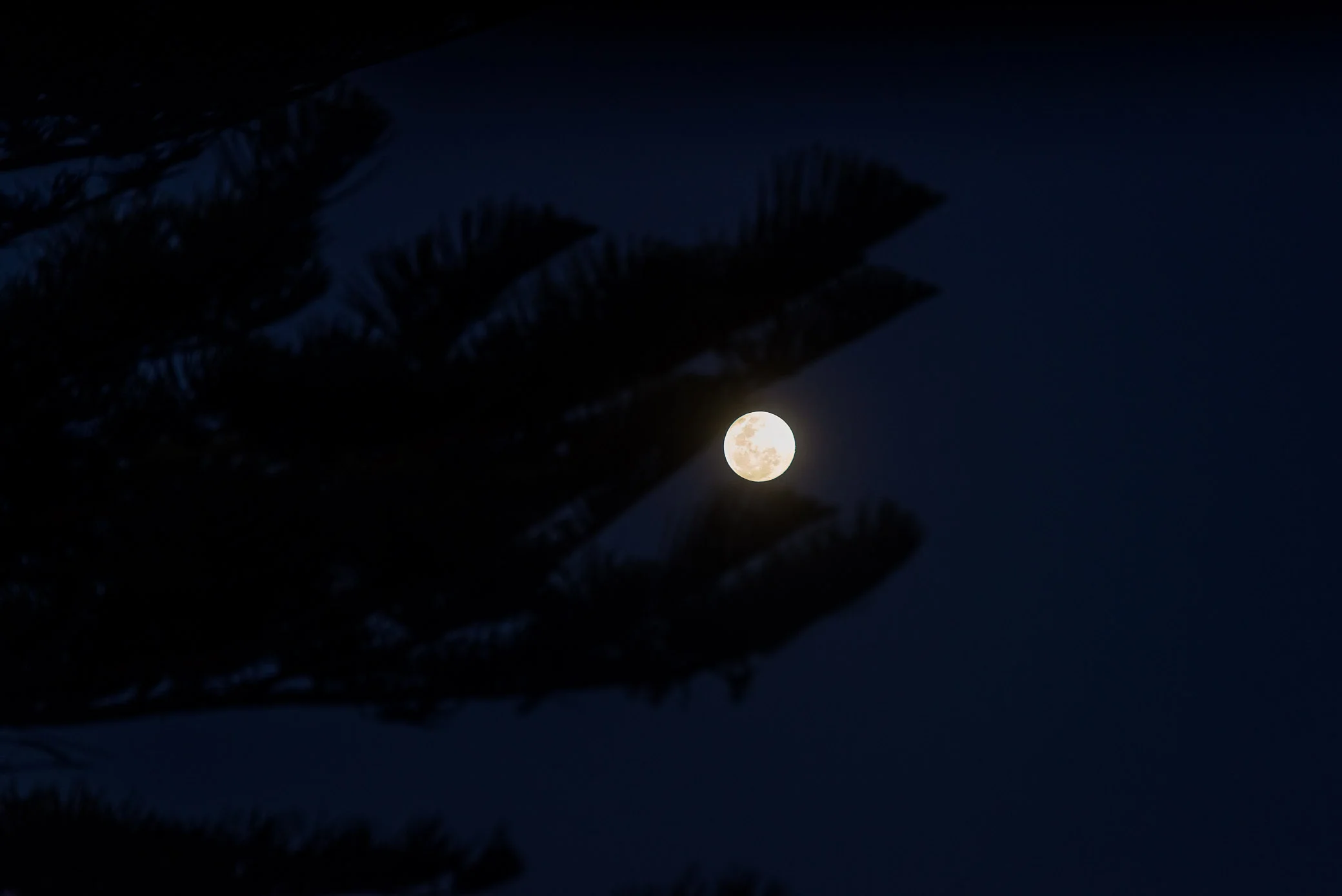 old man (super) moon sleeping in the pines where the don't ever shine
