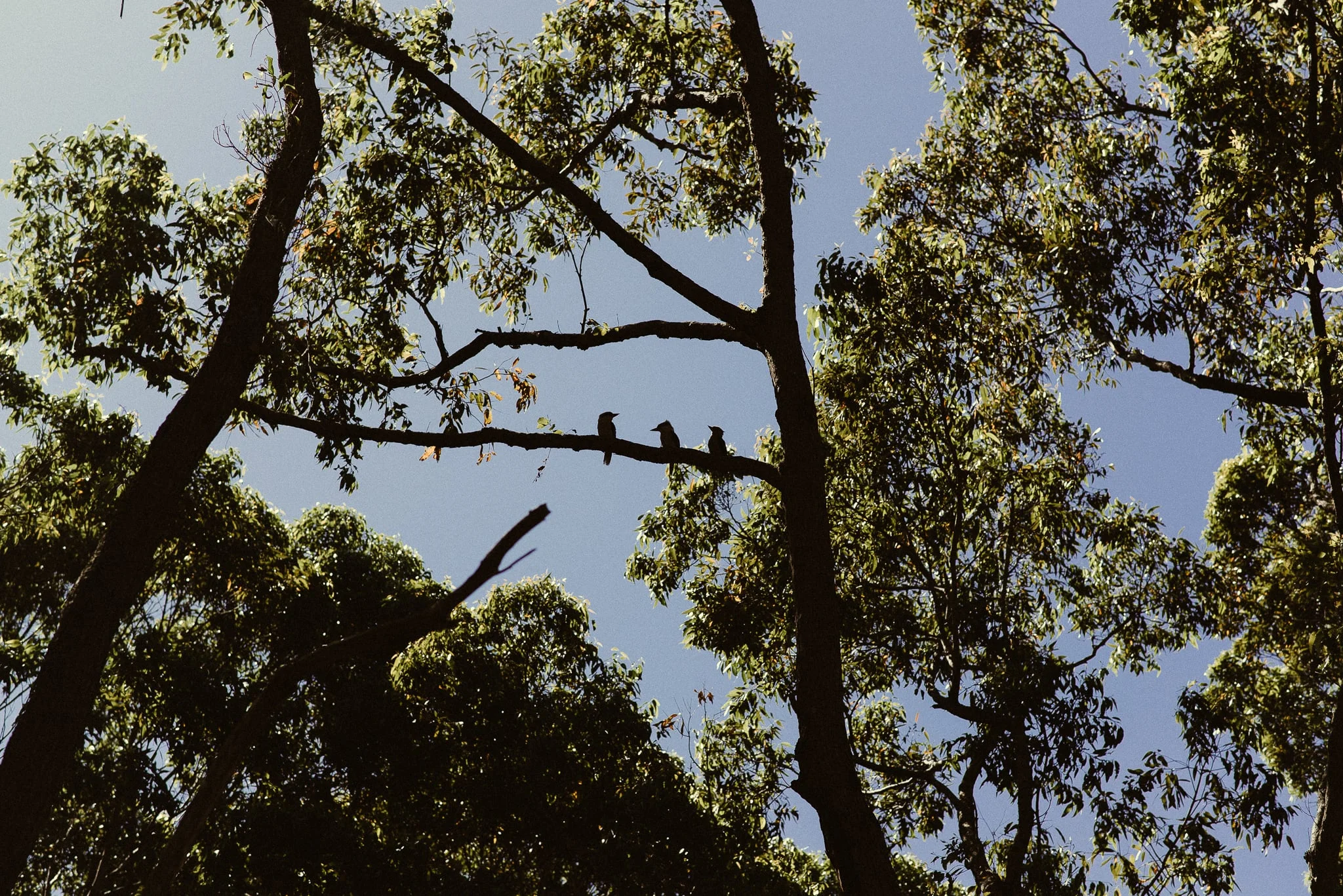 kings of the bush